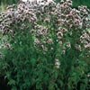 OREGANO****HEIRLOOM***100 SEED