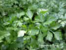 PARSELY-ITALIAN PLAIN LEAF***HEIRLOOM***200 SEED
