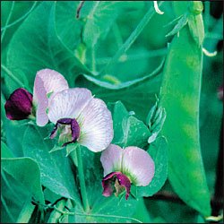 PEA-DWARF GRAY SUGAR***HEIRLOOM***100 SEED