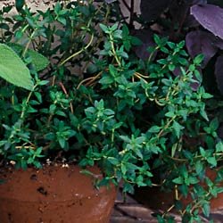 THYME-ENGLISH***HEIRLOOM***250 SEED