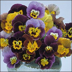 VIOLA-HISTORICALPANSIES MIX***HEIRLOOM***25 SEED