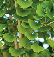 GINKGO BILOBA*******60 SEED