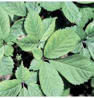 GINSENG-AMERICAN*****100 SEED