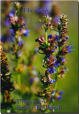 HYSSOP***ORGANIC****5,000 SEED