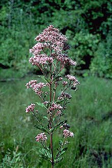 JOE PYE WEED*****8,000 SEED