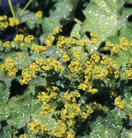LADY'S MANTLE******1,000 SEED