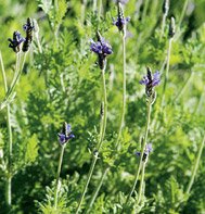 LAVENDER-SPANISH EYES*******250 SEED