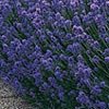 LAVENDER-MUNSTEAD*********1,500 SEED