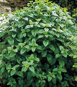 LEMON BALM-COMMON*******20,000 SEED