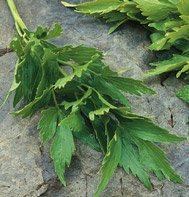 LOVAGE******************2,000 SEED