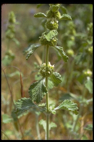 HOREHOUND***********2,000 SEED