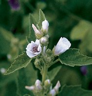 MARSHMALLOW-EFURTER********2,000 SEED