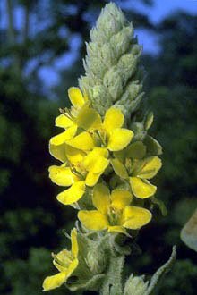 MULLEIN***********************30,000