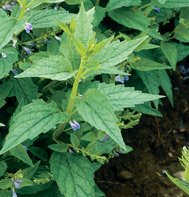 SKULLCAP*********2,000 SEED