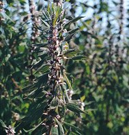 MOTHERWORT*********3,000 SEED