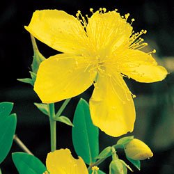 ST. JOHNSWORT********25,000 SEED