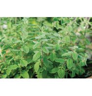 MARJORAM-ZAATAR***ORGANIC******250 SEED