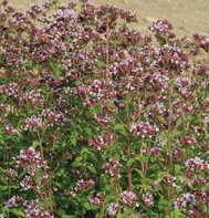 MARJORAM-WILD*********25,000 SEED