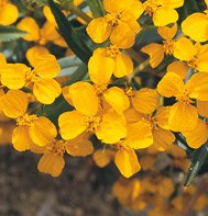 MEXICAN MINT MARIGOLD*******800 SEED
