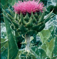 MILK THISTLE***ORGANIC*****500 SEED
