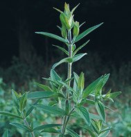 MOUNTAIN MINT********6,000 SEED
