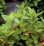 MINT-COMMON********50,000 SEED