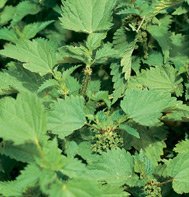 NETTLE-STINGING********20,000 SEED