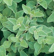 OREGANO-GREEK*****30,000 SEED