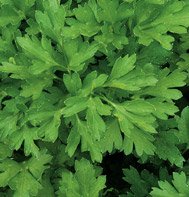 PARSELY-TITAN*******7,000 SEED