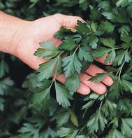 PARSELY-GIANT OF ITALY******6,000 SEED