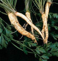 PARSELY (ROOT)-BARTOWICH LONG******10,000 SEED