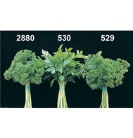 PARSELY-FOREST GREEN********8,000 SEED