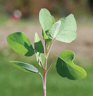 PAPALO*********150 SEEDS