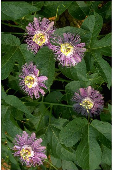 PASSION FLOWER*********15 SEEDS