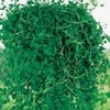PENNYROYAL*******100 SEEDS