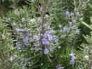 ROSEMARY*****500 SEED