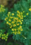 RUE********1,500 SEED