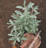 SAGE-WHITE********2,500 SEED
