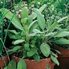 SAGE-COMMON****ORGANIC*****800 SEED