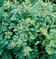 SALAD BURNET*******1,000 SEED