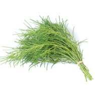 SALTWORT********100 SEED