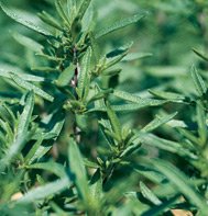 SAVORY-SUMMER-AROMATA*******30,000 SEED