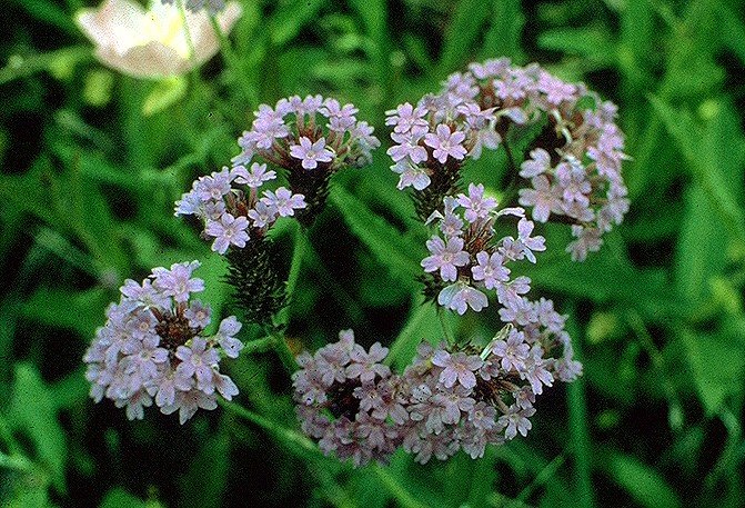 SELF HEAL***ORGANIC*****4,000 SEED