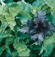 SHISO-RED**************6,000 SEED