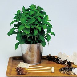 STEVIA*********100 SEEDS
