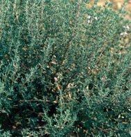 THYME-GERMAN WINTER****oRGANIC*****10,000 SEED