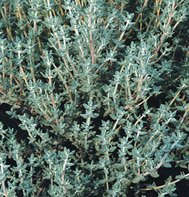 THYME-SUMMER********15,000 SEED