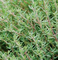 THYME-ORANGE********500 SEED