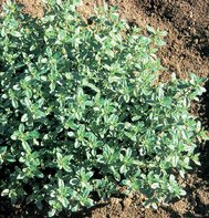 THYME-CREEPING********8,000 SEED