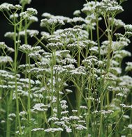VALERIAN-ARTERNER ZUCHTUNG****2,000 SEED